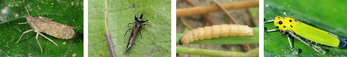 Fenobucarb4张防治对象组图1200-200