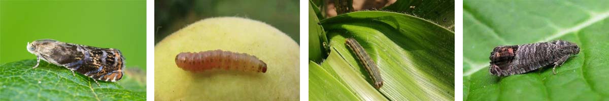 甲氧基芬佐4张防治对象组图1200-200