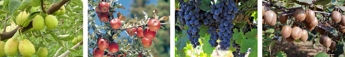 Forchlorfenuron4张防治对象组图1200-200