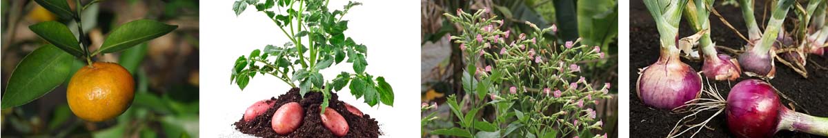 马来酸酐4张防治对象组图1200-200