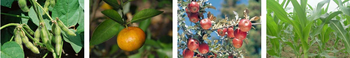 6-furfurylaminopurine4张防治对象组图1200-200