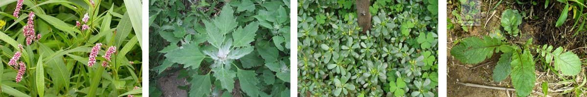 Thifensulfuron-methyl4张防治对象组图1200-200