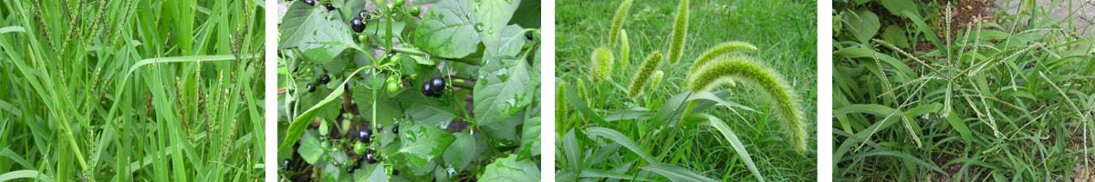 Propisochlor4张防治对象组图1200-200