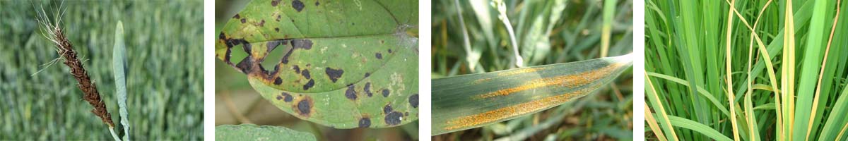 amicarthiazol4张防治对象组图1200-200