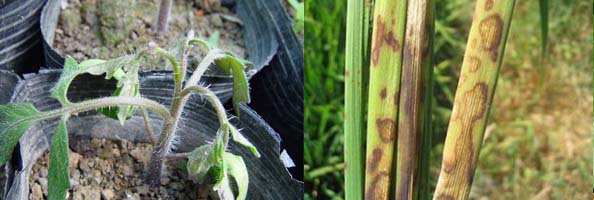 Thifluzamide2张防治对象组图594-200