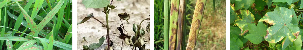 ethylicin4张防治对象附图1200-200