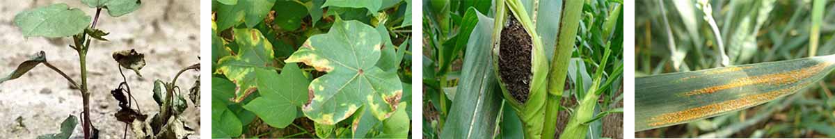 Carboxin-4张防治对象组图1200-200