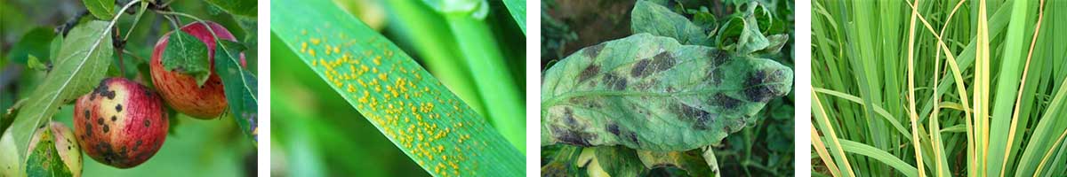 DifenoConazole-4张防治对象组图1200-200