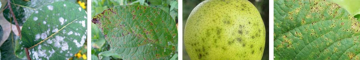 Hexaconazole4张防治对象组图1200-200