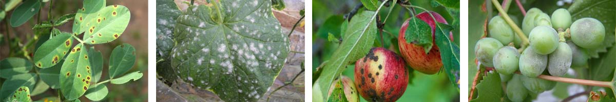 FlusiLazole4张防治对象组图1200-200