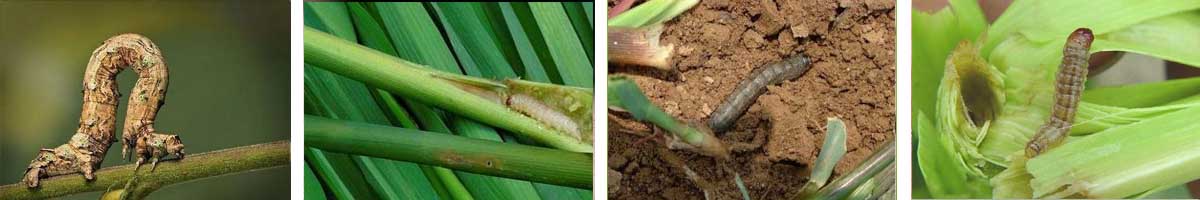 BT 32000IU WP苏云金杆菌i-4张防治对象组图1200-200