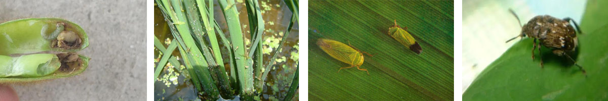 malathion 4张防治对象组图1200-200