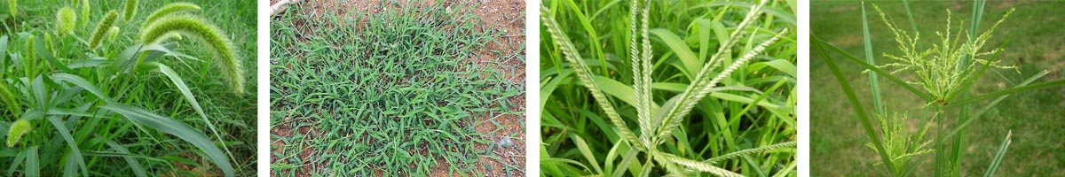 MetoLachlor4张防治对象组图1200-200