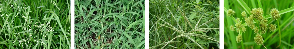 oxadiazon4张防治对象组图1200-200