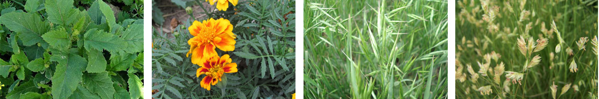 Sulfosulfuron4张防治对象组图1200-200