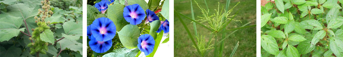 Sulfentrazone4张防治对象组图1200-200