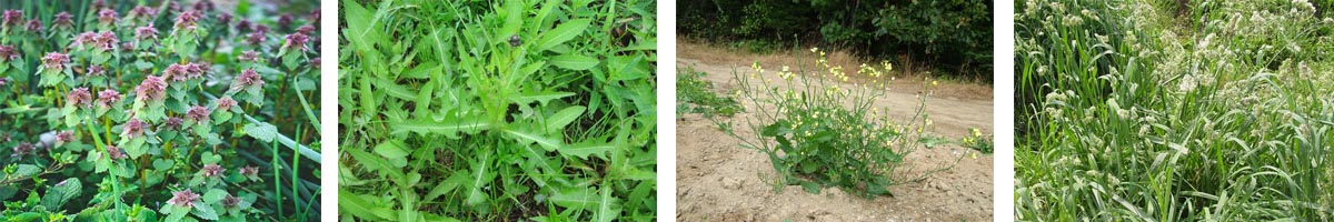 Diuron4张防治对象组图1200-200