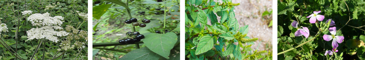 划分柯洛米酮4张防治对象组图1200-200