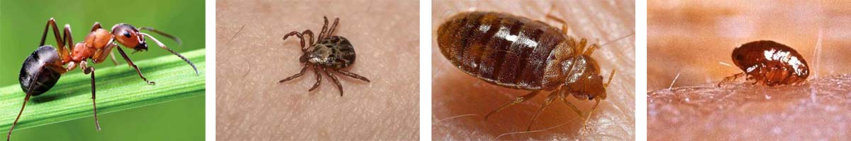 FLUMETHRIN4张防治对象组图1200-200