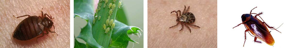 Beta-cypermethrin4张防治对象组图1200-200