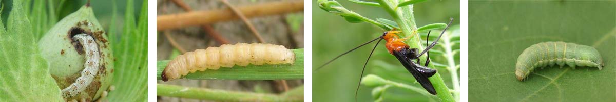 Metaflumizone4张防治对象组图1200-200