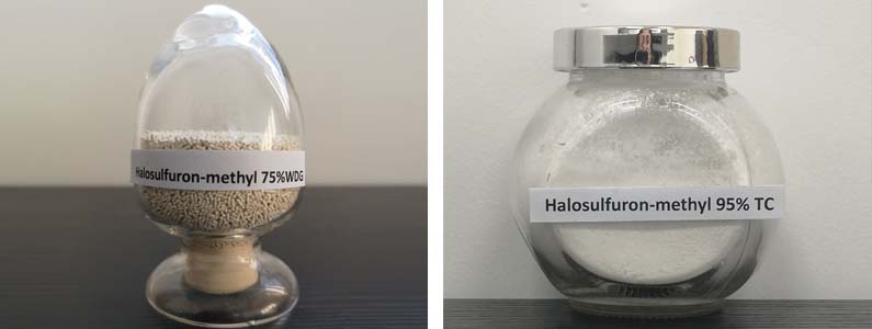 Halosulfuron-methyl2张产品附图795-300