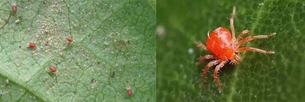 ProparGite2张防治对象组图594-200