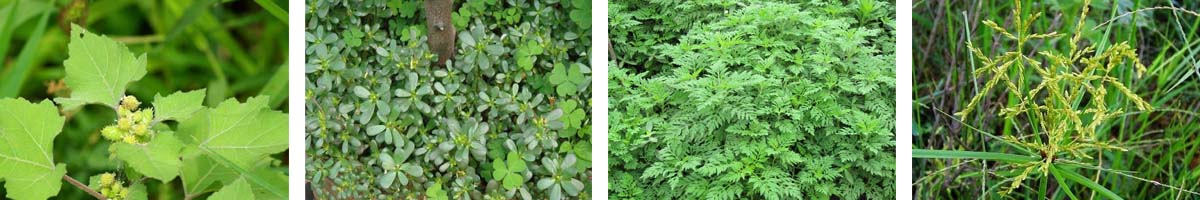 Trifloxysulfuron Sodium4张防治对象组图1200-200