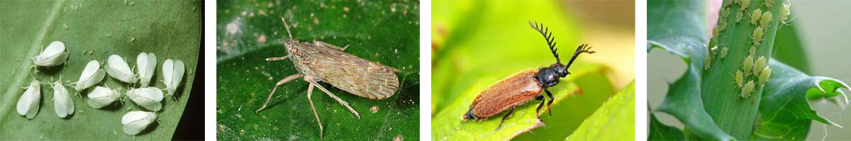 Pymetrozine4张防治对象组图1200-200