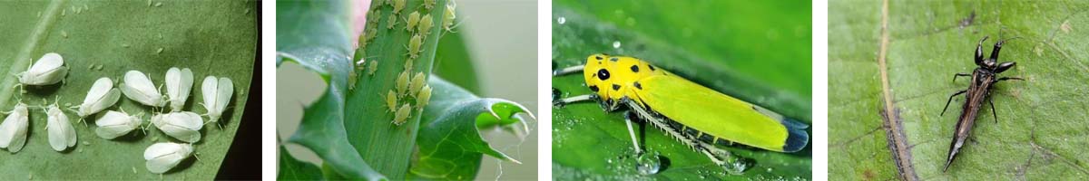 spirotetramat4张防治对象组图1200-200