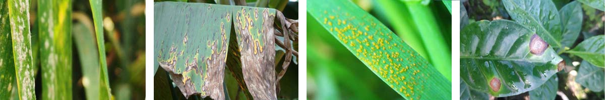 Tridemorph4张防治对象组图1200-200