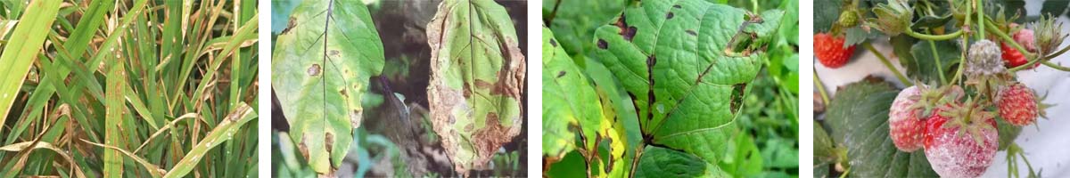 ziram 4张防治对象组图1200-200