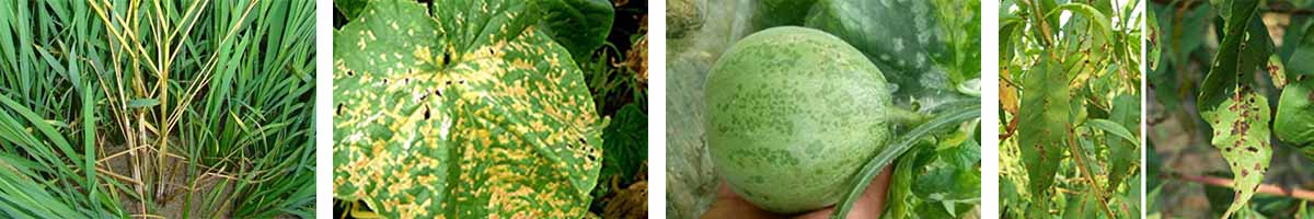 Bronopol-4张防治对象组图1200-200