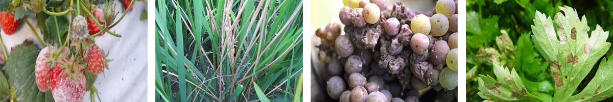 Thiabendazole4张防治对象组图1200-200