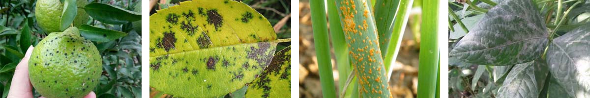 Tititiconazole4张防治对象组图1200-200