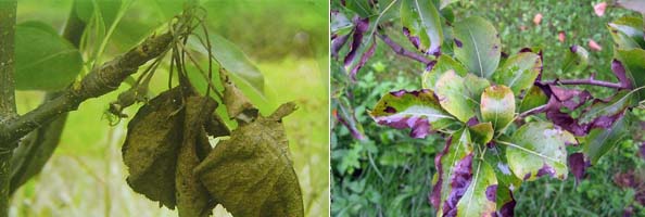 链霉素硫酸盐2张防治对象组图594-200