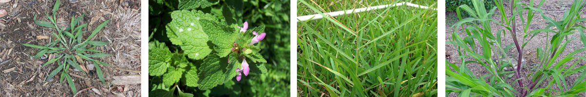 Butachll 4张防治对象组图1200-200