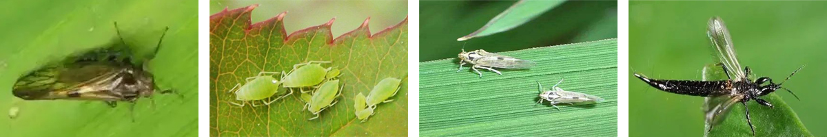 Flonicamid -4张防治对象组图1200-200