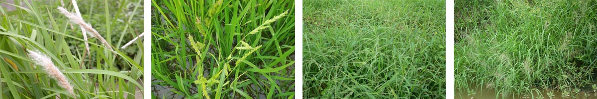 Haloxyfop-p-methyl4张防治对象组图1200-200