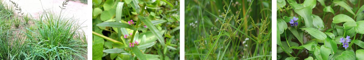 Pretilachlor4张防治对象组图1200-200