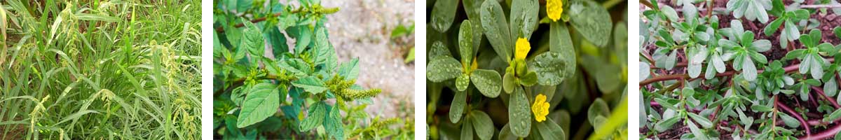 Pendimethalin4张防治对象组图1200-200