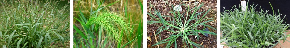 Fenoxaprop-p-ethyl4张防治对象组图1200-200