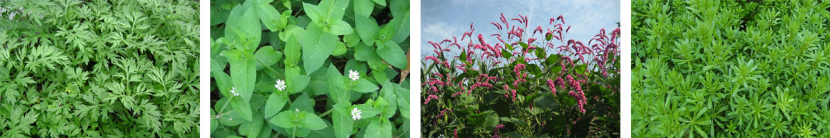 Florasulam4张防治对象组图1200-200