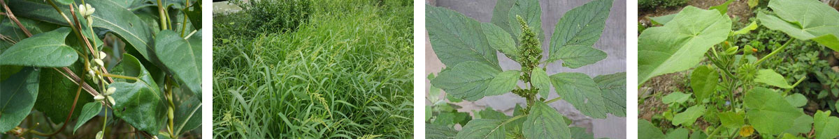 Triflusulfuron-methyl4张防治对象组图1200-200