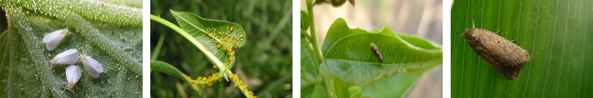 diafenthiuron4张防治对象组图1200-200