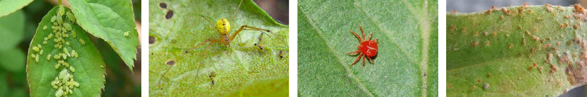 Spirodiclofen4张防治对象组图1200-200