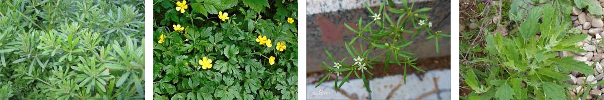 Dicamba 4张防治对象组图1200-200