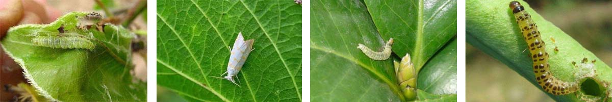 hexaflumuron4张防治对象组图1200-200