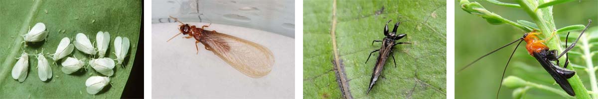 Chorlfazuron4张防治对象组图1200-200