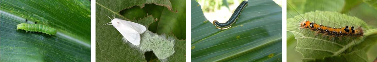 Chortobenzuron4张防治对象组图1200-200